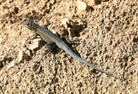 Common Side-blotched Lizard (Uta stansburiana-Male)