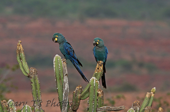 Lears Macaw (Pair)