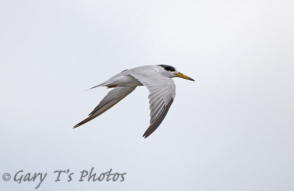Yellow-billed Tern (Adult Summer)