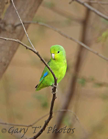 Blue-winged Parrotlet (Male)