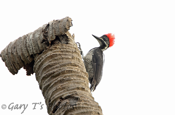 LIneated Woodpecker (Female)