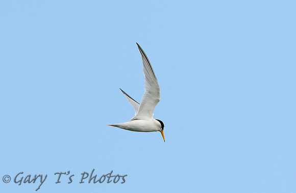 Least Tern (Adult Summer)