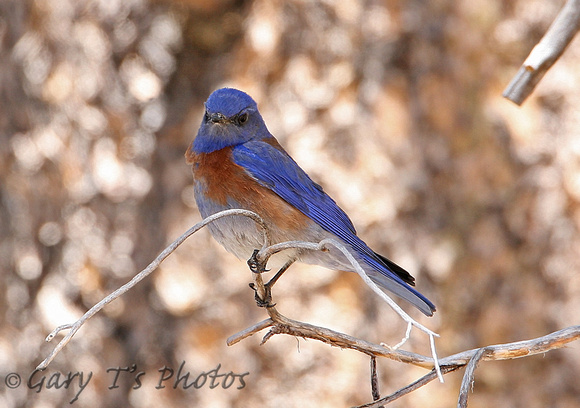 Western Bluebird (Male)