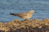 Audouins Gull (Juvenile)