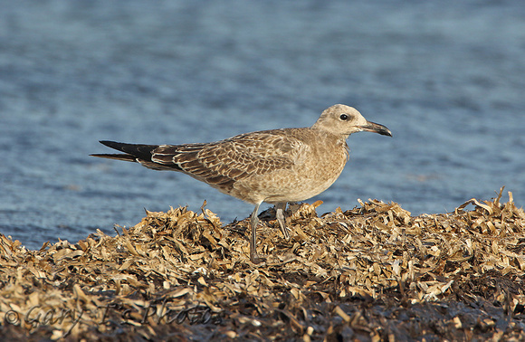 Audouins Gull (Juvenile)