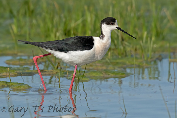 Black-winged Stilt (Male)