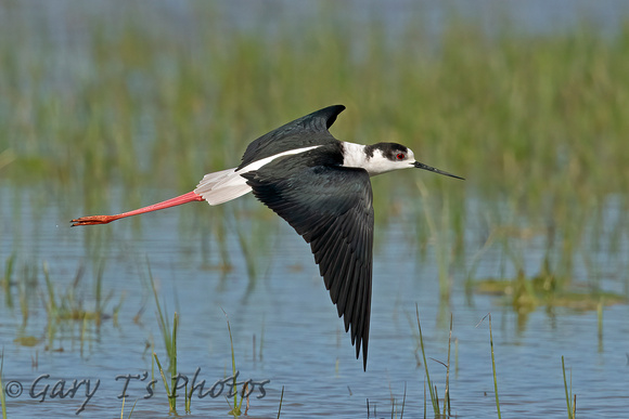 Black-winged Stilt (Male)