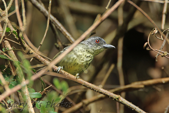 Spot-breasted Antvireo (Male)