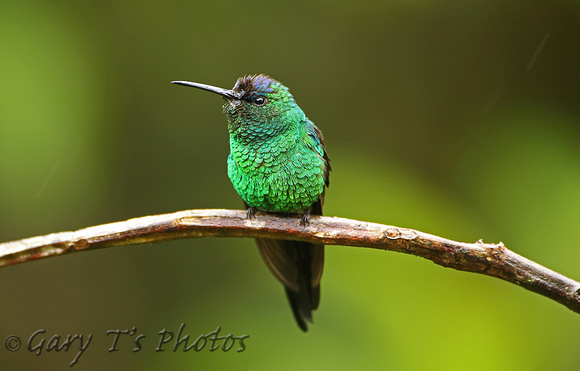 Violet-capped Woodnymph (Male)