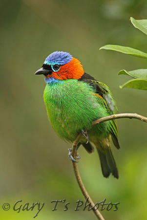 Red-necked Tanager (Male)