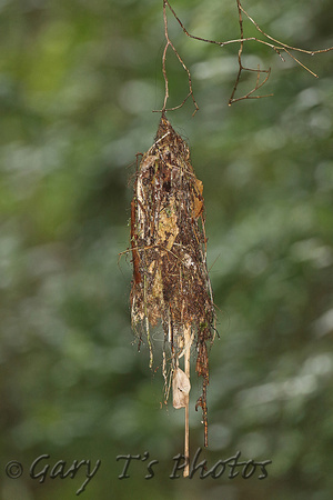 Olivaceous Flatbill (Nest)