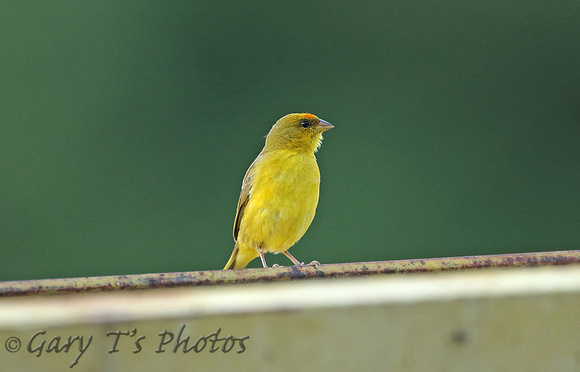 Orange-fronted Yellow-finch (Male)