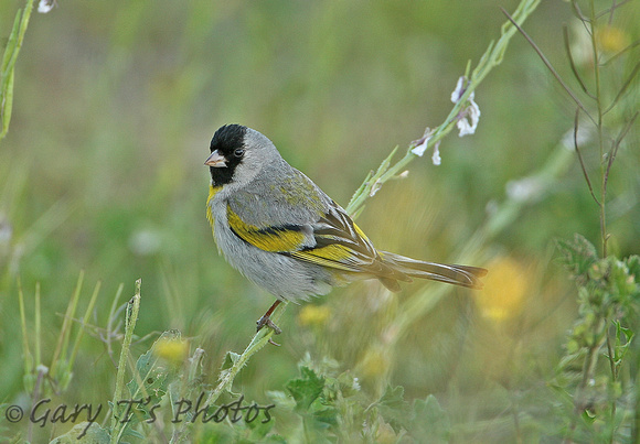 Lawrences Goldfinch (Male)