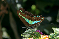 Butterfly-Common Bluebottle