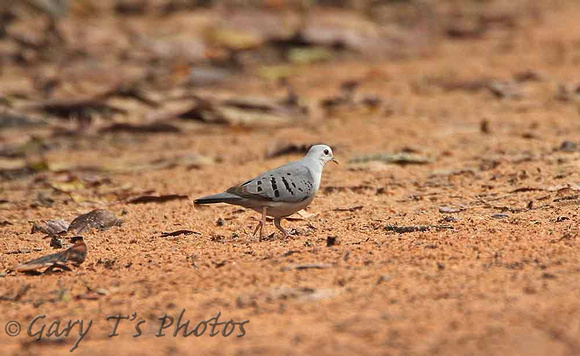 Blue Ground-dove (Male)