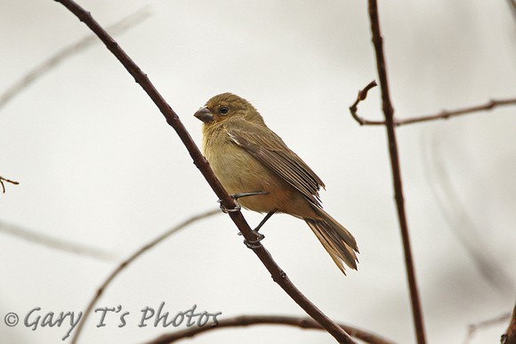 Yellow-bellied Seedeater (Female)