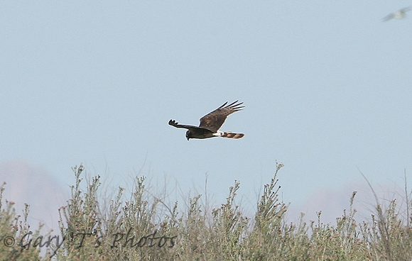 Northern Harrier (Female)