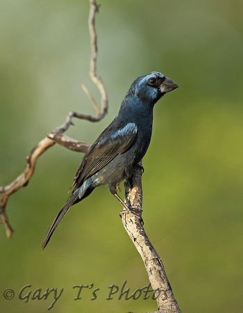 Ultramarine Grosbeak (Male)