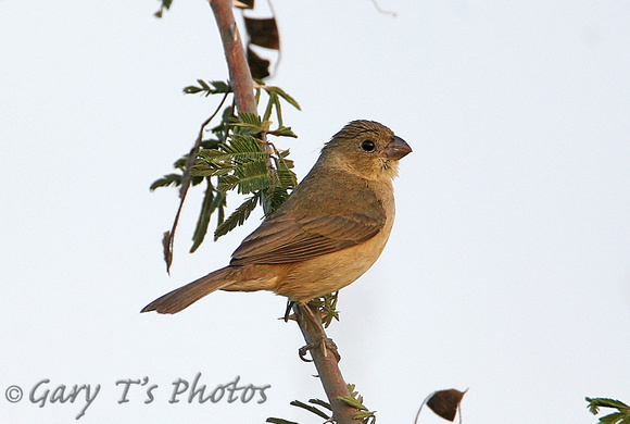 White-collared Seedeater (Female)