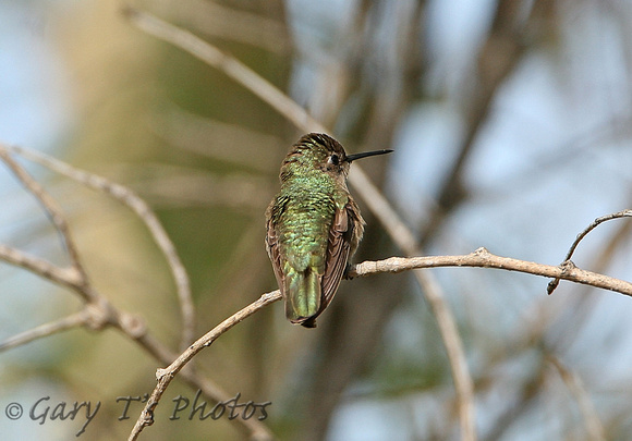 Annas Hummingbird (Female)