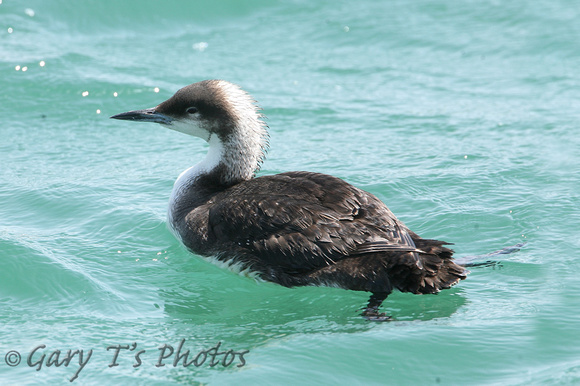Pacific Diver (1st Summer)