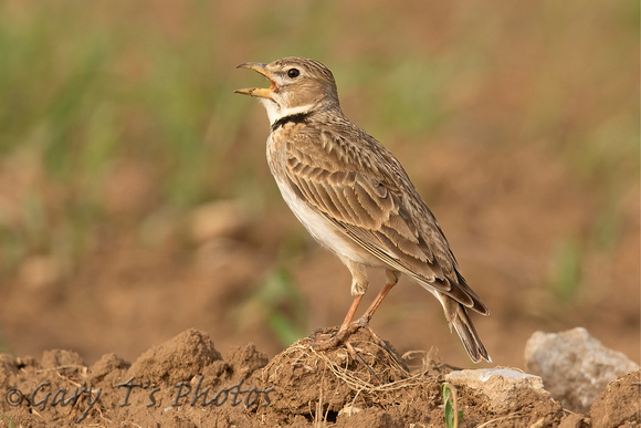 Calandra Lark (Adult)