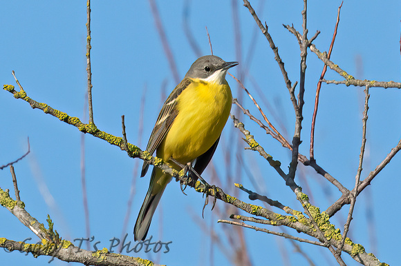 Ashy-headed Wagtail (Motacilla flava cinereocapilla)