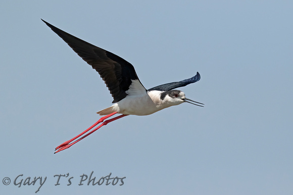 Black-winged Stilt (Male)