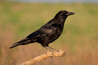 Carrion Crow (Adult)