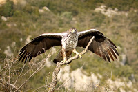 Bonelli's Eagle (Female)