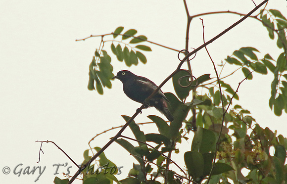 White-winged Cotinga (1st Winter Male)