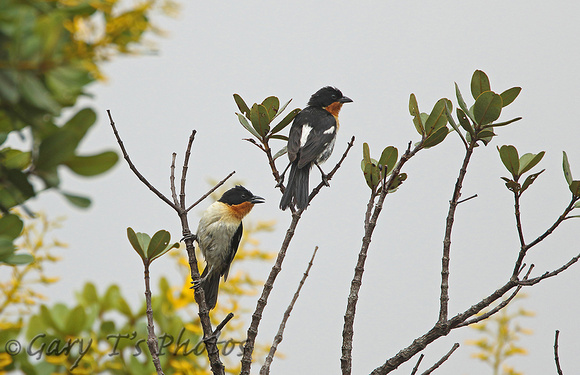 White-rumped Tanager (Pair)