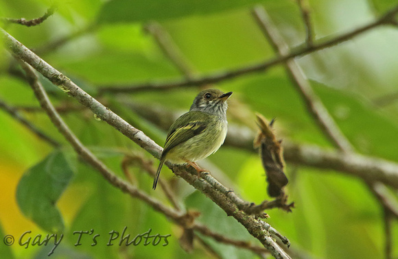 Eared Pygmy-tyrant (ssp. as yet undescribed)
