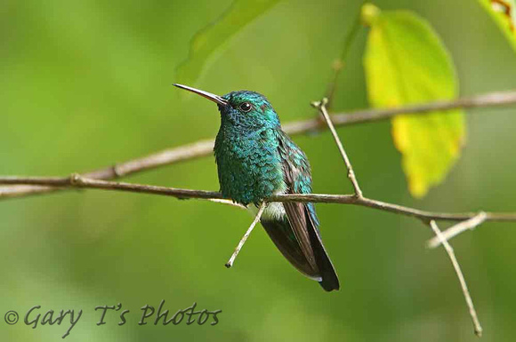 Blue-chinned Sapphire (Male)