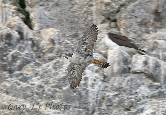 Peregrine Falcon (Adult)