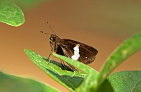 Butterfly-Common Banded Demon
