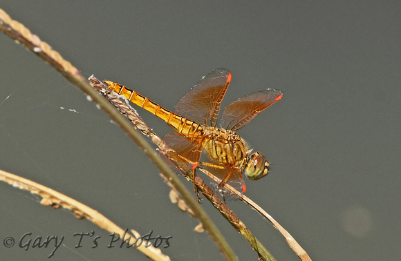 Dragonfly-Asian Groundling (Brachythemis contaminate-Male)