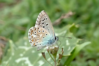 Adonis Blue (Male)