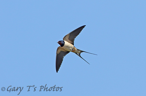 Barn Swallow (Adult)