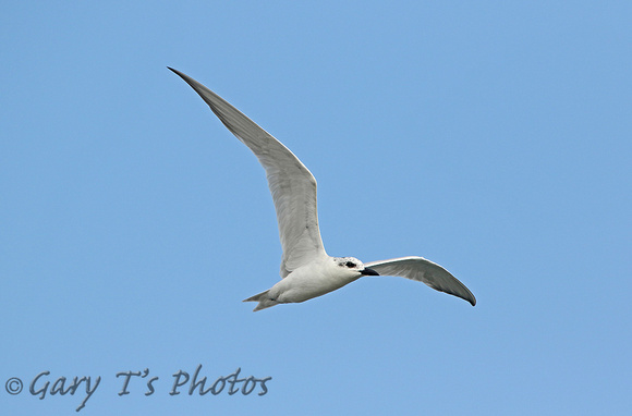 Gull-billed Tern (Adult Winter)