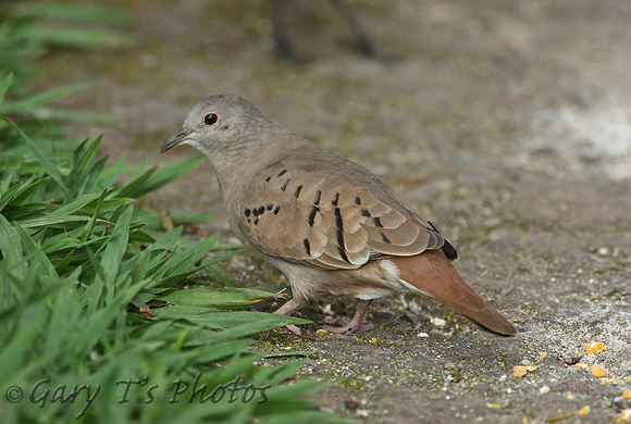Ruddy Ground-dove (Female)