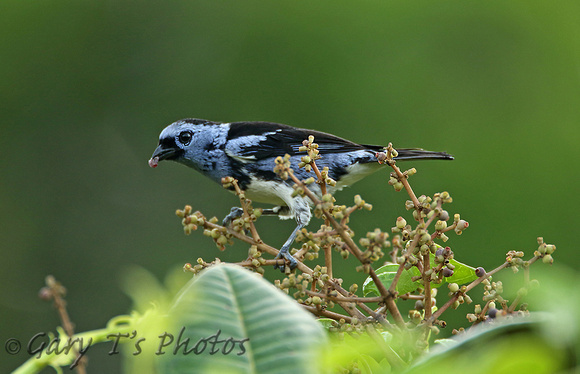 White-bellied Tanager