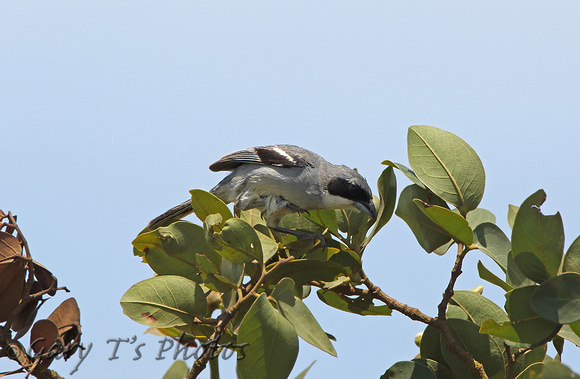 White-banded Tanager