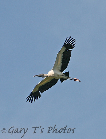 Wood Stork (Adult)