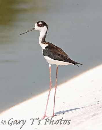 Black-necked Stilt (Female)