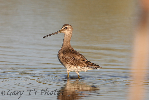 Long-billed Dowitcher (Winter)