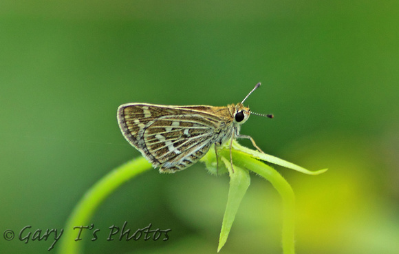 Butterfly-Common Grass Dart
