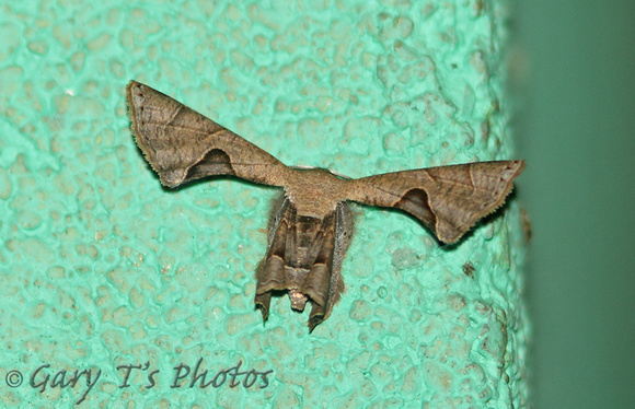 Moth-Epiplemiine Moth (Phazaca sp.)