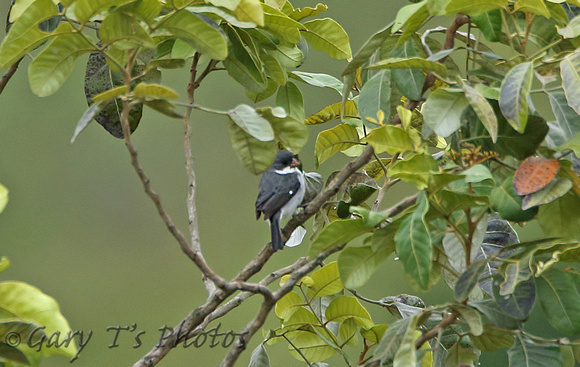 White-throated Seedeater (Male)