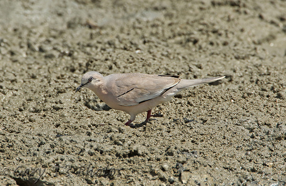 Picui Ground-dove (Male)
